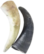 Chifre Bovino G - 16-24cm - CALMING CHEWS - Imagem 6