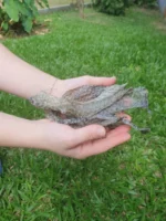 Couro de Peixe 10 un - FANTASTIC FISH - Imagem 6