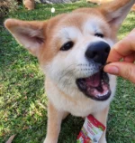 Pulmão Bovino 50g - CREC COOKIES - Imagem 5