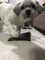 Chifre Bovino PP - 10-12cm - CALMING CHEWS - Imagem 3