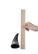 Chifre Bovino PP - 10-12cm - CALMING CHEWS - Imagem 2