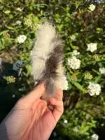 Rabo de Coelho 5 un - COELHO - Imagem 3