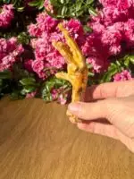 Pé de Galinha 5 un - CHICKEN DELIGHT - Imagem 2