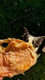 Bexiga Suína 5 un - PERFECT PORK - Imagem 2