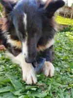 Casco Bovino G 1 un - CALMING CHEWS - Imagem 9