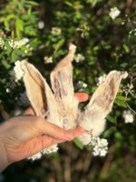 Orelhas de Coelho 5 un - COELHO - Imagem 2