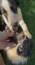 Esôfago Bovino 3 un - CALMING CHEWS - Imagem 4