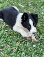 Orelhas de Coelho 5 un - COELHO - Imagem 4