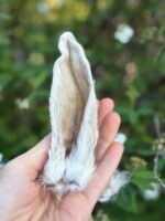 Orelhas de Coelho 5 un - COELHO - Imagem 3