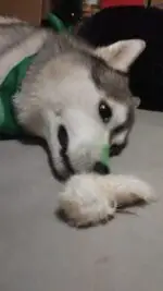 Rabo de Coelho 5 un - COELHO - Imagem 4