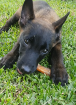 Tendão Bovino 200g - COLLAGEN STRIPS - Imagem 5