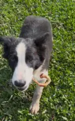 Vergalho Suíno 100g - COLLAGEN STRIPS - Imagem 6